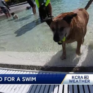 Dogs get last swim of the season at Sun City Lincoln Hills