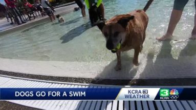 Dogs get last swim of the season at Sun City Lincoln Hills