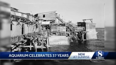 Monterey Bay Aquarium celebrates its 37th birthday