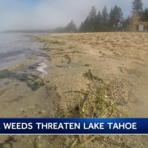 ‘It’s not the Tahoe you’re used to’: The fight against aquatic invasive weeds in the Tahoe Keys