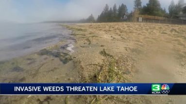 ‘It’s not the Tahoe you’re used to’: The fight against aquatic invasive weeds in the Tahoe Keys