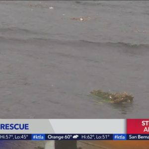 Woman rescued from rain-swollen L.A. River