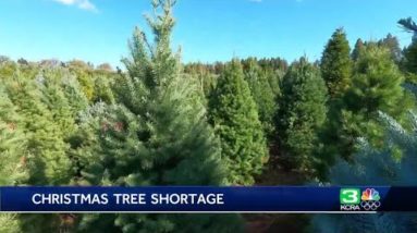 How the artificial Christmas tree supply reduction could affect NorCal tree growers