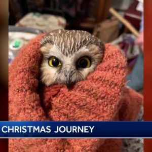 Rocky the owl inspires children’s book about his journey in the Rockefeller Center Christmas tree