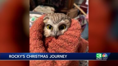 Rocky the owl inspires children’s book about his journey in the Rockefeller Center Christmas tree