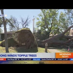 Strong Santa Ana winds topple trees, prompt advisories in Southern California