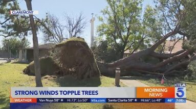 Strong Santa Ana winds topple trees, prompt advisories in Southern California