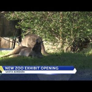 Australian Walkabout opens Saturday at the Santa Barbara Zoo
