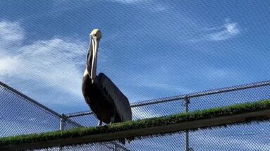 Santa Barbara Wildlife Care Network gets ready for baby season amid COVID-19