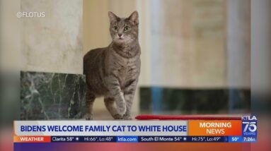 Bidens welcome family cat to White House