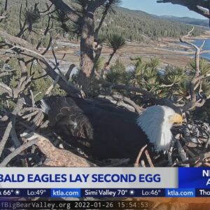 Big Bear bald eagle Jackie lays 2nd egg of 2022