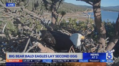 Big Bear bald eagle Jackie lays 2nd egg of 2022