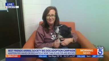 Big dog adoption campaign