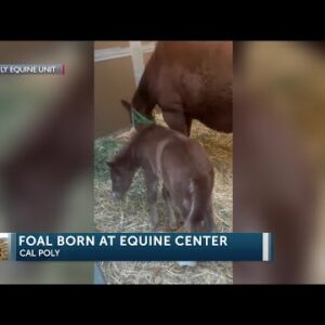 Cal Poly welcomes baby foal to the Mustang family