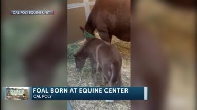 Cal Poly welcomes baby foal to the Mustang family