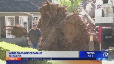 Cleanup underway after giant tree uprooted during high winds