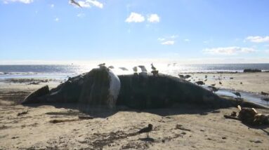 Dead whale washes ashore on Gaviota coast