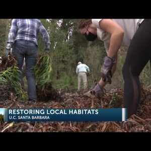 Volunteers team up with Channel Island Restorations to help regrow endangered native plant ...