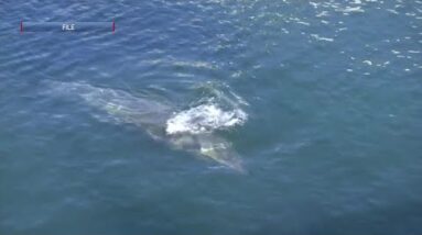 Whales are migrating past Ventura coast. If you're lucky, you might see them