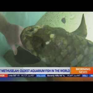 Meet Methuselah, the oldest living aquarium fish in the world
