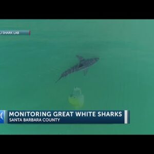 Santa Barbara Coast is a nursery 'hot spot' for great white sharks