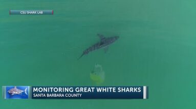 Santa Barbara Coast is a nursery 'hot spot' for great white sharks