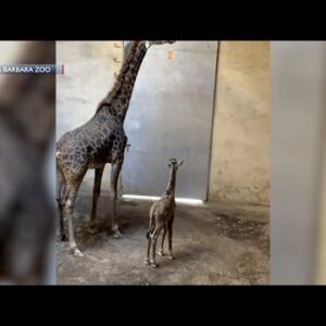 Santa Barbara Zoo welcomes new baby giraffe