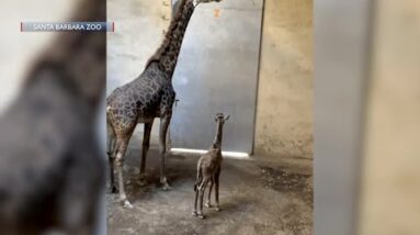 Santa Barbara Zoo welcomes new baby giraffe