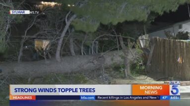 Strong Santa Ana winds topple trees, prompt advisories