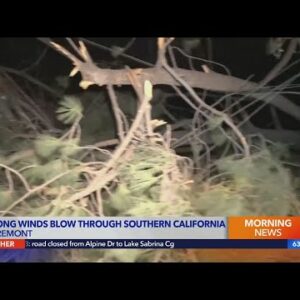 Strong winds down trees across SoCal
