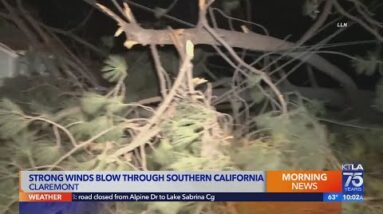 Strong winds down trees across SoCal
