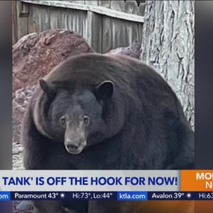'Hank the Tank' turns out to be 3 bears who have damaged properties around Lake Tahoe