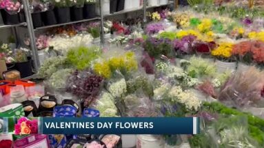 Business is blooming as Valentines Days flower rush is on