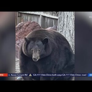 Huge bear ‘Hank the Tank’ has broken into dozens of Lake Tahoe homes as it eludes capture