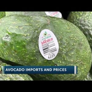 Experts see avocado price rise, damage to Mexican producers