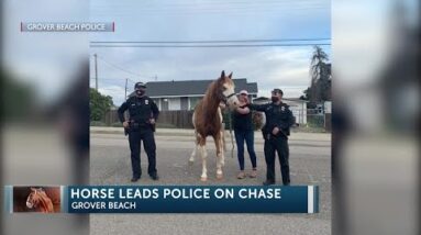 Grover Beach Police chase down escaped horse