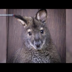 Public invited to help name wallaby at the Santa Barbara Zoo