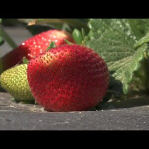 Strawberry season begins in Santa Maria with growers hoping for a bumper crop