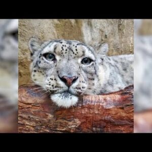 Santa Barbara Zoo hosts annual “Snow Leopard Festival”
