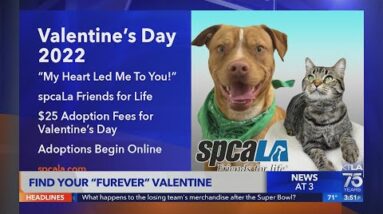 spcala Furever Valentine