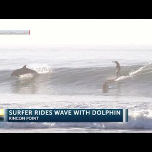 Surfer graced by jumping dolphin at Rincon Point