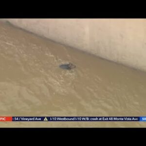 2 people and a dog were rescued from the L.A. River during a driving rain storm