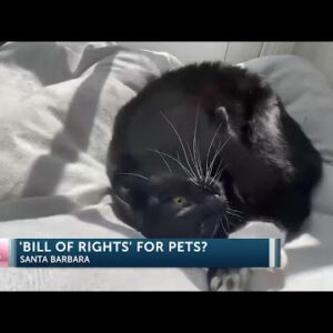 California lawmaker introduces “Bill of Rights” for dogs and cats