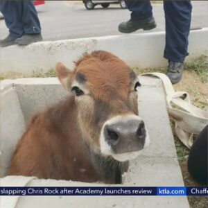 Cow rescued from concrete culvert in Yucaipa
