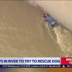 Crews work to rescue dog from L.A. River after saving woman