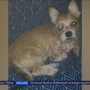 Dog lost after hit-and-run crash severely injures woman