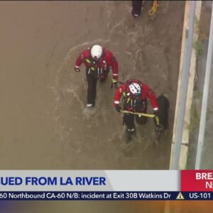 Dog rescued from L.A. River