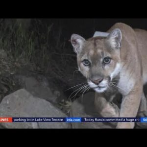 Famed mountain lion P-22 spotted in Silver Lake