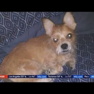 Hit-and-run victim seeks return of her dog