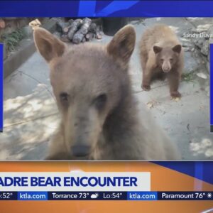Man with sandwich in his lap has encounter with bears in Sierra Madre